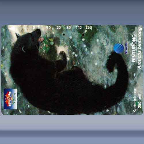 Binturong, Arctictis binturong